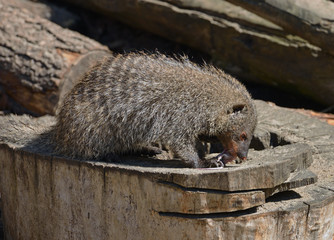 Banded mongoose (Mungos mungo) eats mouse
