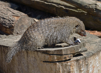 Banded mongoose (Mungos mungo) with white mouse