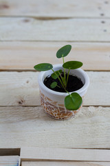 
Pilea baby. Pilea peperomioides, money plant in the pot. Isolated. Wooden background.