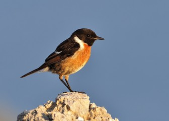 Stonechat (Saxicola torquatus)
