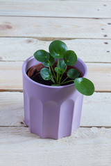 
Pilea baby. Pilea peperomioides, money plant in the pot. Isolated. Wooden background.
