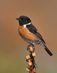 Stonechat (Saxicola torquatus)
