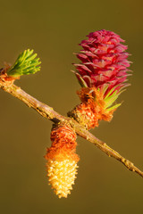 Larch strobili