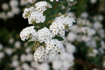 Flowers of Spiraea Thunbergii