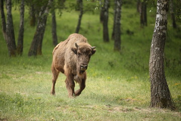 European bison (Bison bonasus) in forest, spring time Slovakia. 