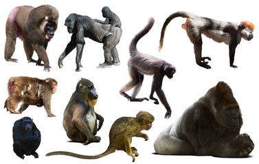 collection of different monkeys