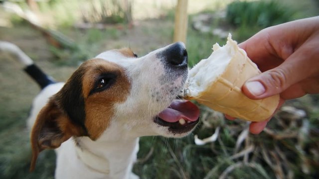 Dog eat, biting and licking ice cream from the hands of master, slow motion closeup shot