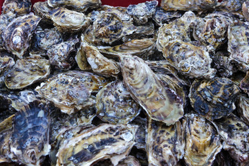 Large fresh oysters grown in the sea
