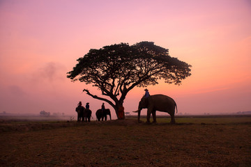 Golden hour amazing safari Thailand  the mahouts and elephants meeting under tree of Chang Village...