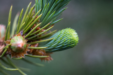 the macro spruce at dawn