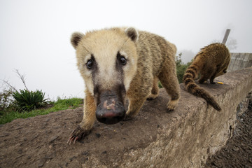Fototapeta premium A curious coati approaches the lens to investigate food.