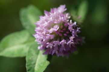 Kleeblüte