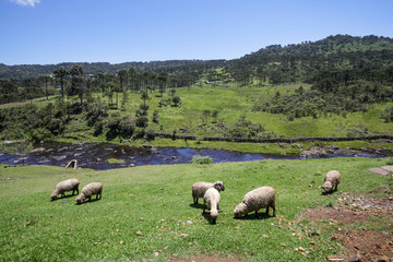 Fototapeta premium Sheep grazing in mountain landscape with river in background in winter.