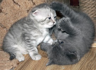 Obraz premium playing kittens