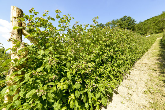Culture, framboisier, Rubus idaeus, Serbie