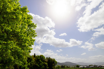 Obraz premium 新緑と日ざし