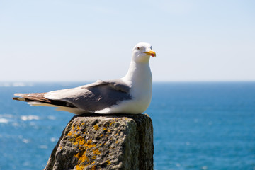 rest the seagull
