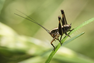 Heuschrecke