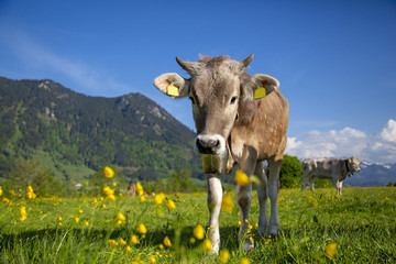 Kuh - Allgäu - lustig - schön - Frühling - Grünten - niedlich