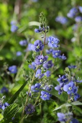 Véronique petit-chêne 2