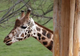 Head of funny giraffe 