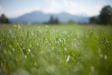 grass