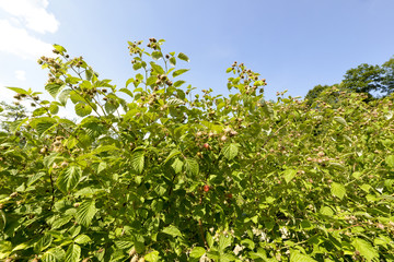Culture, framboisier, Rubus idaeus, Serbie