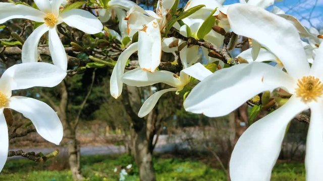 Blossom magnolia in Botanical Garden in Oslo, Norway
