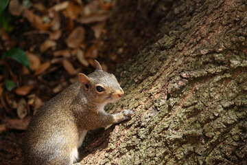 Eastern gray squirrel stops and looks to the right as he runs up the bark of a 100 year old live oak tree.