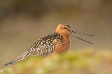 The male of the Bar-tailed Godwit (Limosa lapponica)
