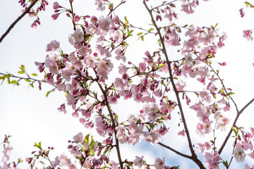 Sakura Flower or Cherry Blossom With Beautiful Nature Background.