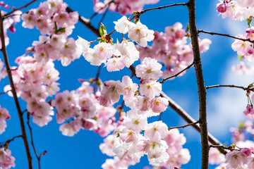 Sakura Flower or Cherry Blossom With Beautiful Nature Background.