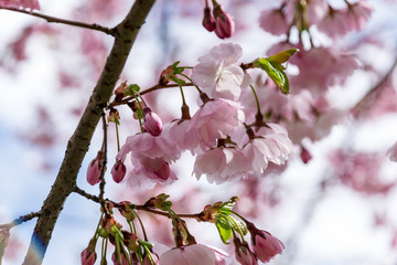 Sakura Flower or Cherry Blossom With Beautiful Nature Background.