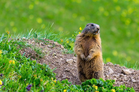 Marmot (Groundhog) standing in alarm position on blossoming pasture