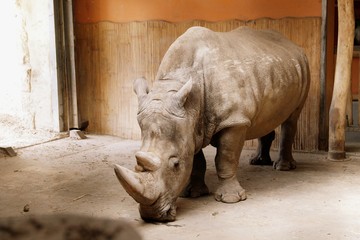 Fototapeta premium rhinoceros 