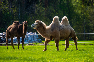 camel walking and feeding in a green field of grass