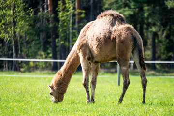 Naklejka na ściany i meble camel walking and feeding in a green field of grass