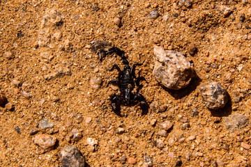 scorpion in the sand