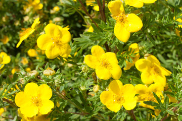 Yellow flowers potentilla fruticosa goldfinger in nature. wallpaper - obrazy, fototapety, plakaty