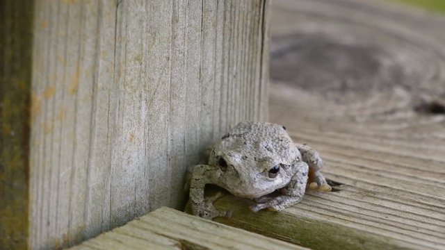 Gray Tree Frog (hyla versicolor) gets settled into hiding spot