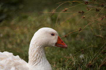 regard bleu de l'oie 