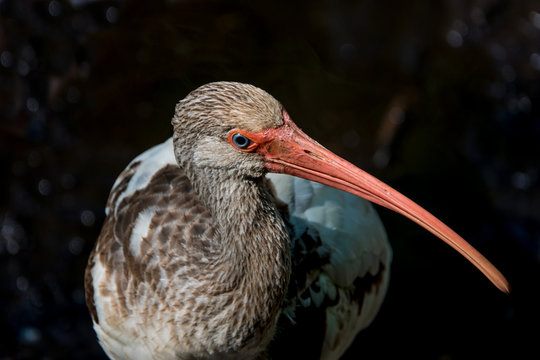 White Ibis Juvenile 