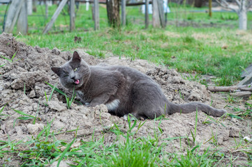 Gray adult domestic cat eating grass on the garden