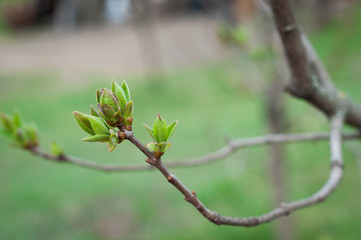 Kidneys  blossom. Spring has come.