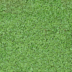Square organic texture with many uniform green leaves 