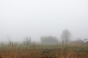 little tree and bush in the fog in a vacant lot in the spring early in the morning.