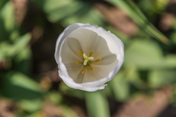 Various species of Tulips at Tulipani Italiani, Cornaredo, Milan, Lombardy, Italy