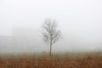 Obraz na płótnie Canvas a lonely little tree and houses in the fog in a vacant lot in the spring early in the morning.
