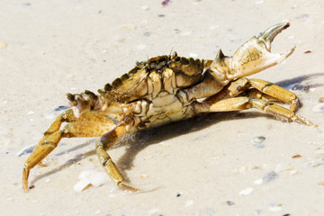 Beautiful crab crawl on the coast of the Black Sea