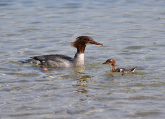 Gänsesäger mit Jungem